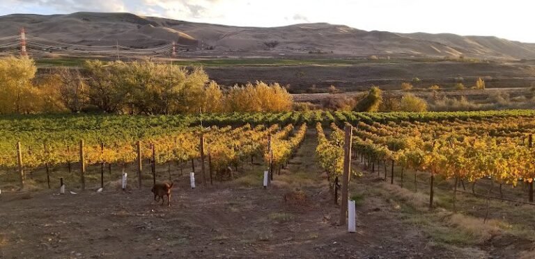 42262 af8fa0441040 768x373