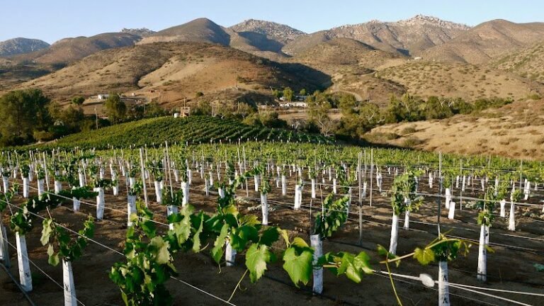 44099 8a6fb6b2f136 768x432