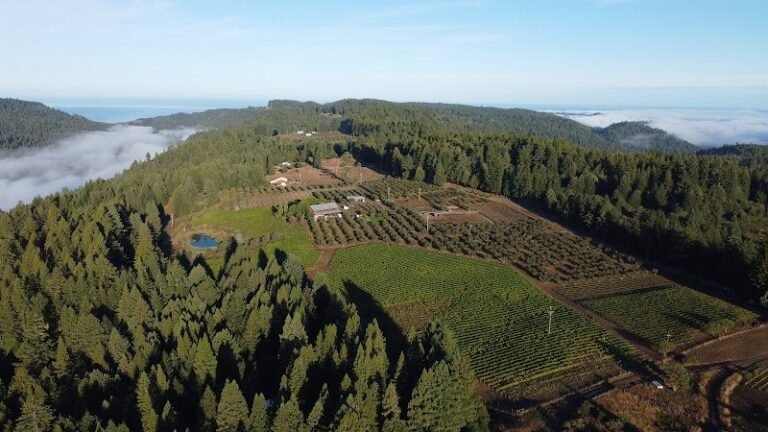 45334 427546782306 768x432