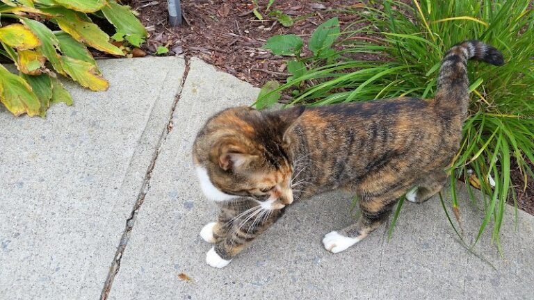 45794 5dfb215bd1b7 768x432