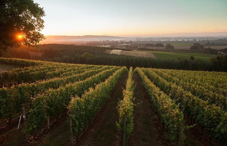 47097 d3f0ed36a6a8 768x497