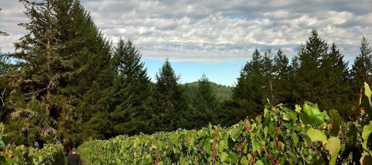 47316 099859ce2aa3 768x341