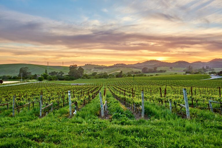 Vineyards,Landscape,At,Sunset,In,California,,Usa