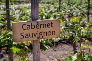 Cabernet Sauvignon: America’s Favorite Red Wine and Where to Buy It