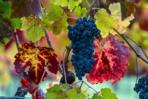 Uncorking the Magic: Top 10 Wine Events and Festivals in Calistoga, California – August to September 2025